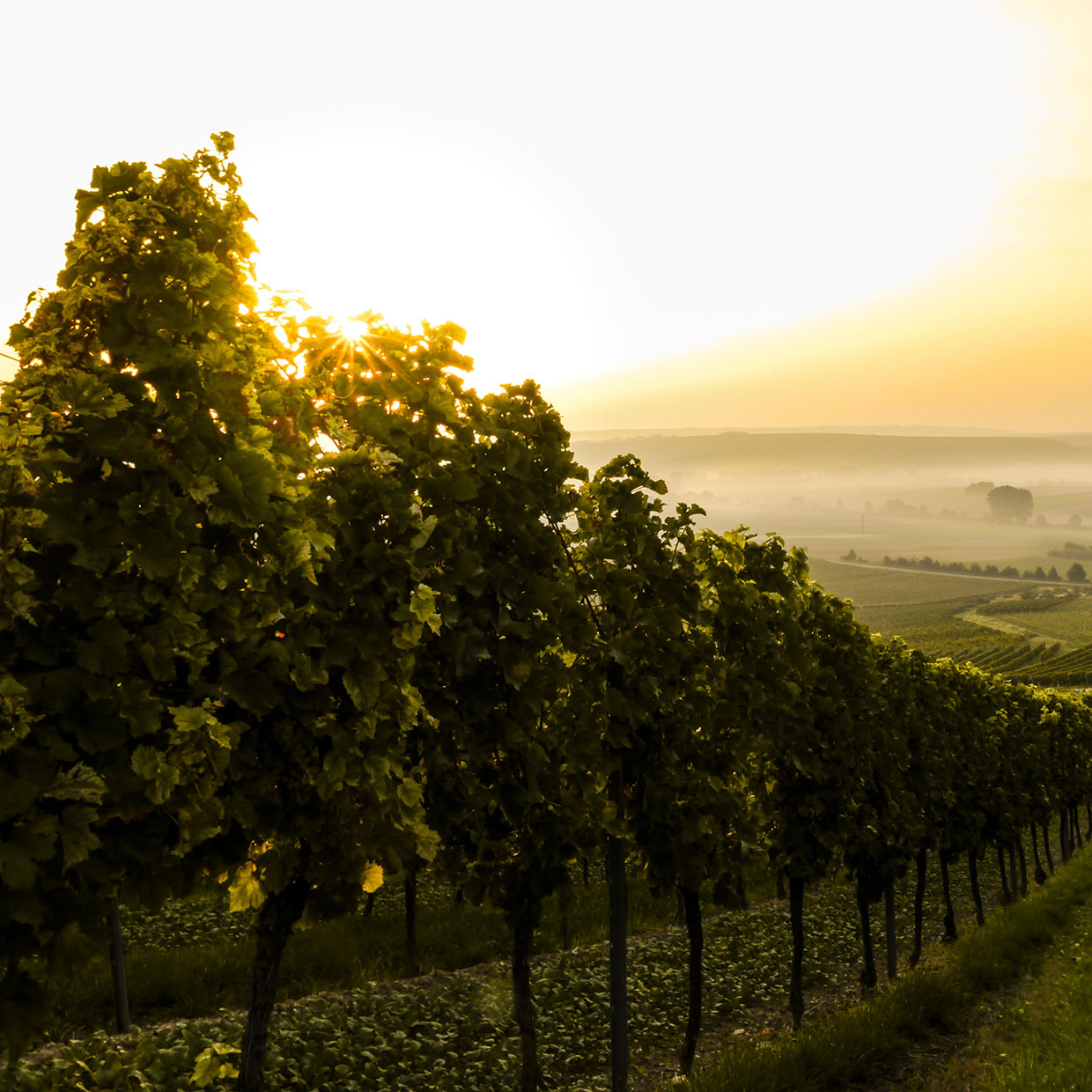 Vines illuminated by sunshine with fog in distance