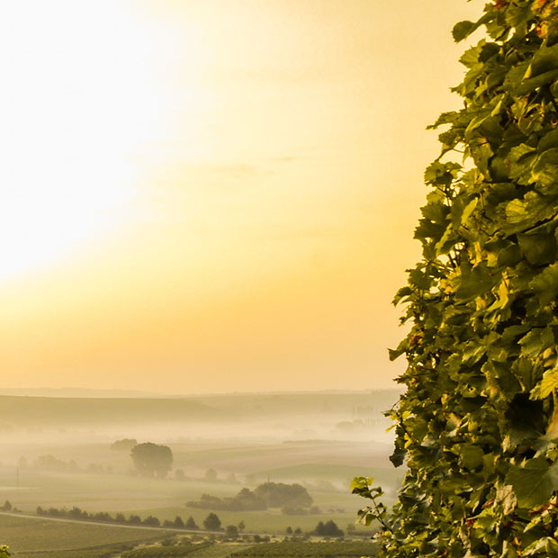 Closeup of vine with fog in distance